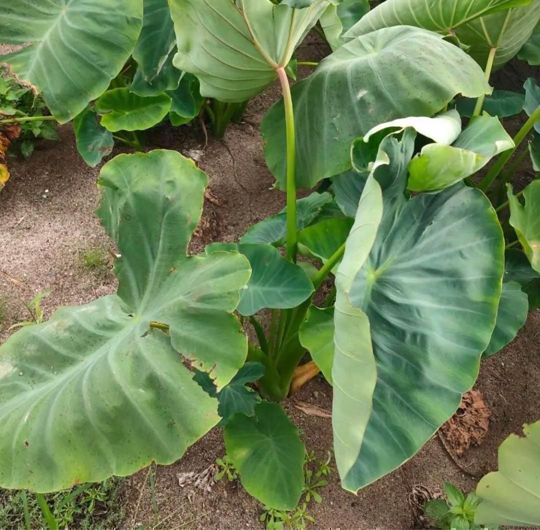食品 里芋20キロ