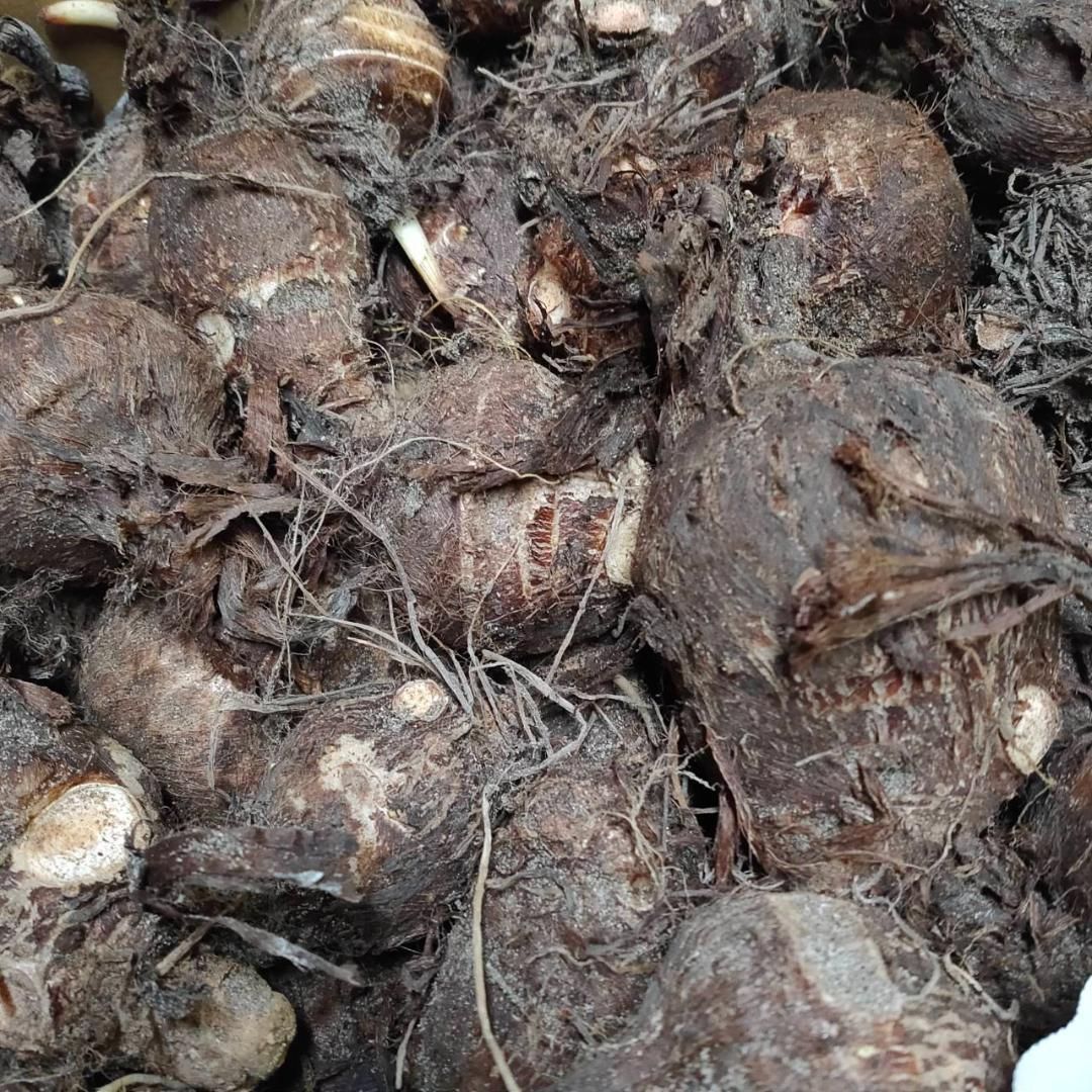 親芋】黄金里芋 20kg【種芋・煮物】 - メルカリ