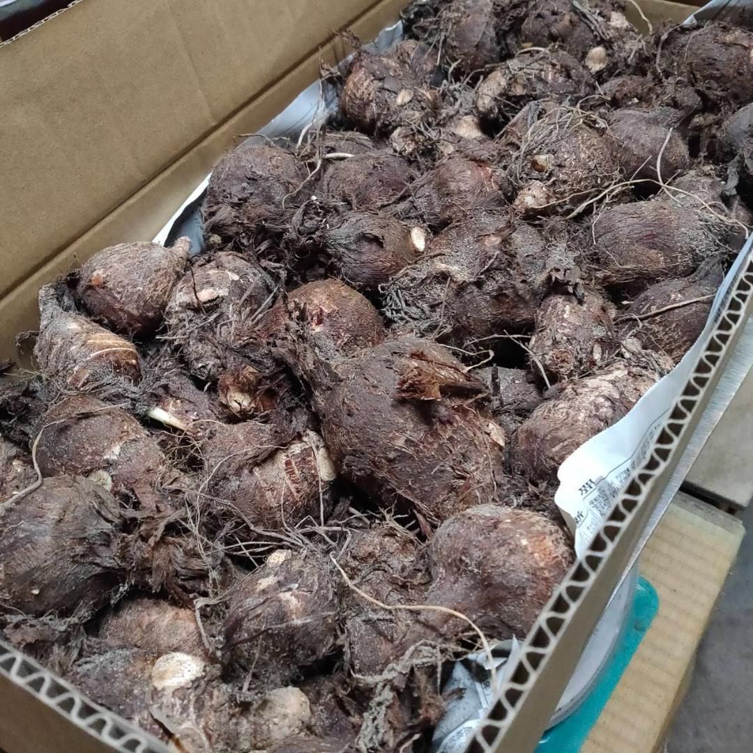 里芋種芋 20kg 【公式通販】