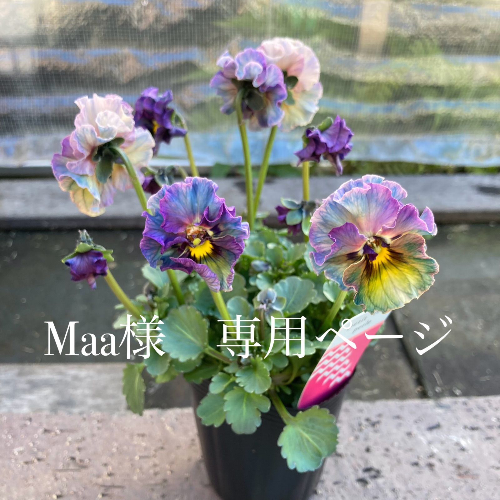 プティフール ビオラ ペルル ハルグリン 花 苗 送料込み - メルカリ