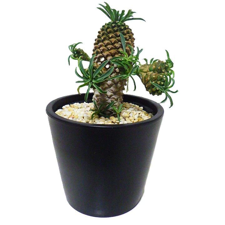 ユーフォルビア レア かいまぎょく Euphorbia KAIMAGYOKU 怪魔玉 多芽