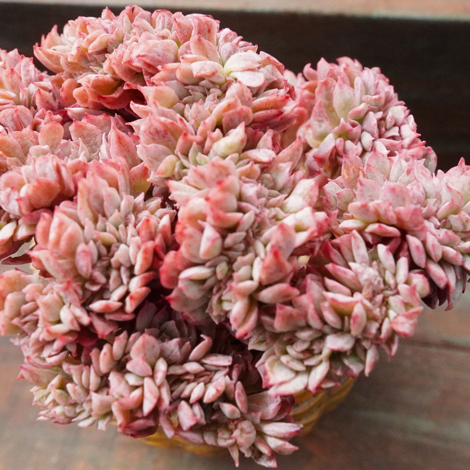 激レア※ 【ブラッドブリアナ錦綴化 1】斑入り エケベリア 綴化 極上 激