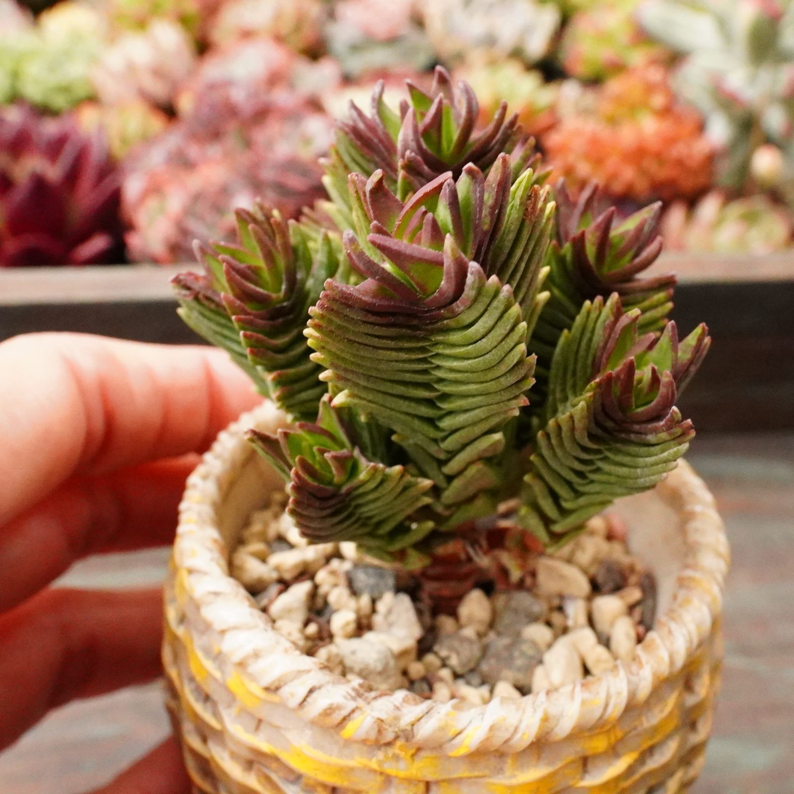 ビスコダ 1】群生 クラッスラ 韓国多肉 - メルカリ