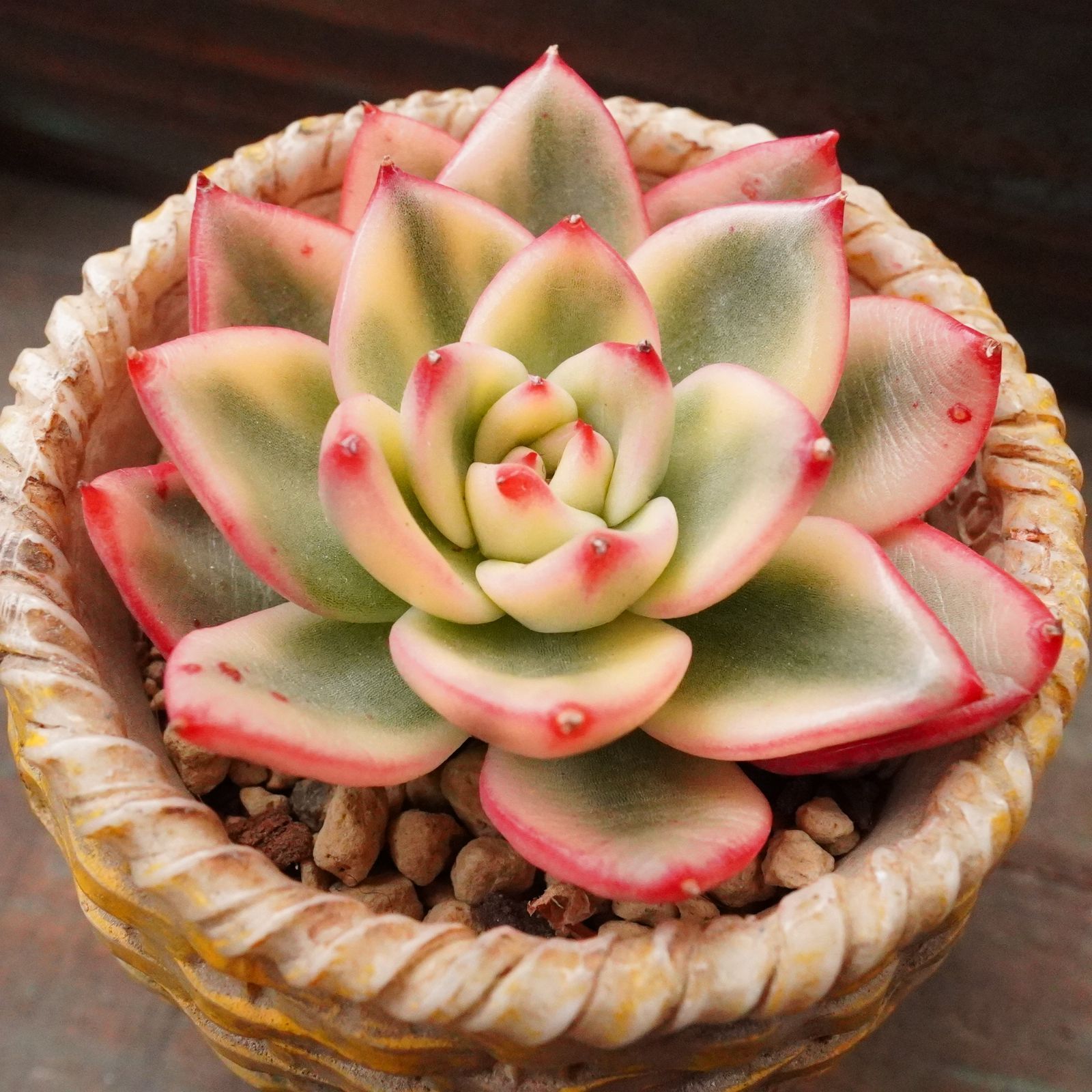 レア※【藍色エボニー錦】韓国多肉 エケベリア 覆輪斑 - メルカリ