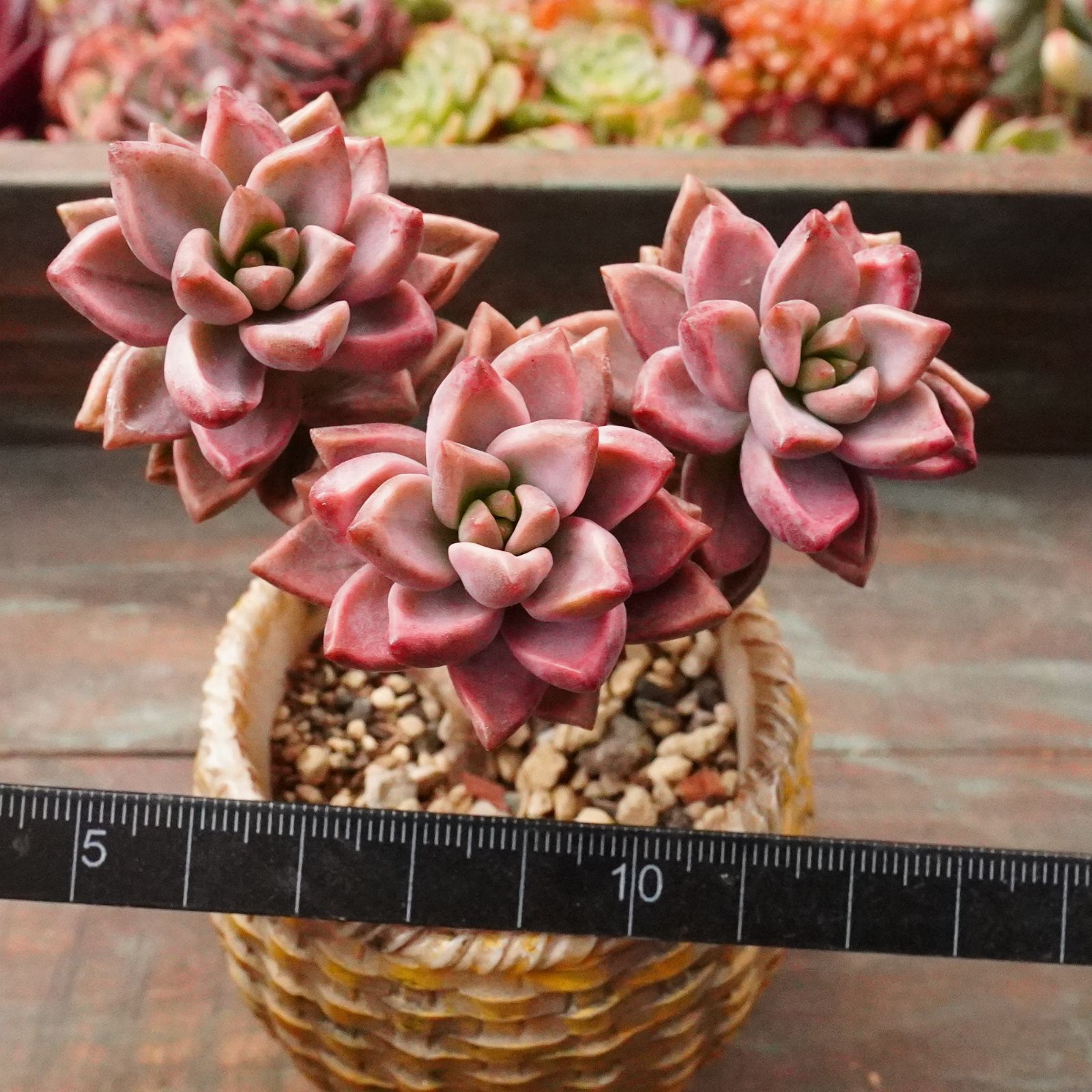 ピーチ姫② ブロンズ姫錦　カット苗　おまけ付き♡ ピーチ姫② ブロンズ姫錦 カット苗 おまけ付き♡ ピーチ姫② ブロンズ姫