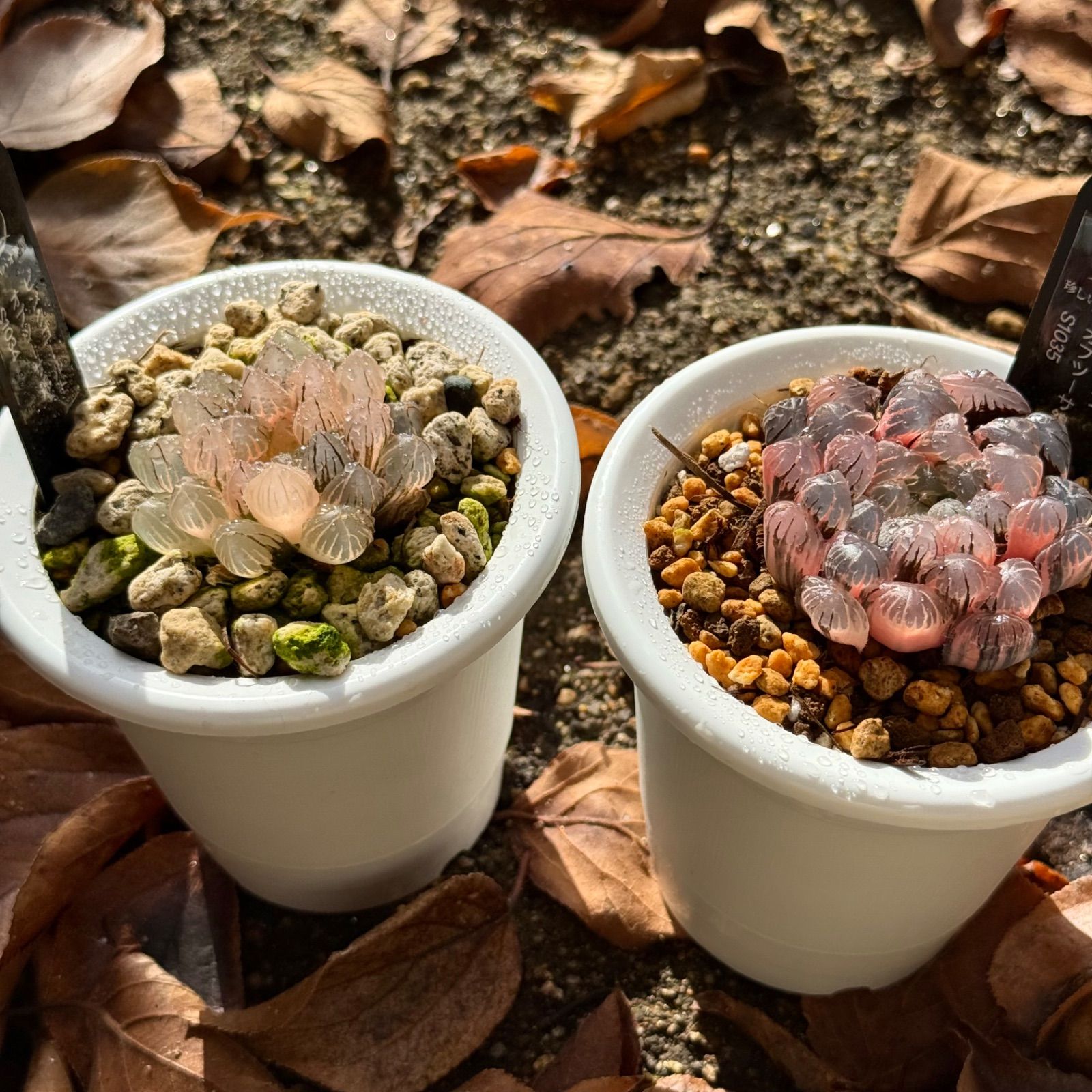 ピンクゴールドオブツーサ錦S 1034 ドドソンオブツーサ錦S 1035