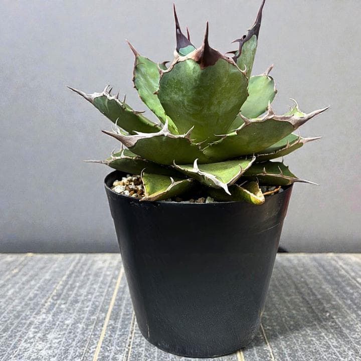 アガベ チタノタ オテロイ｜実生良型｜鋸歯強｜無機質用土｜屋外栽培
