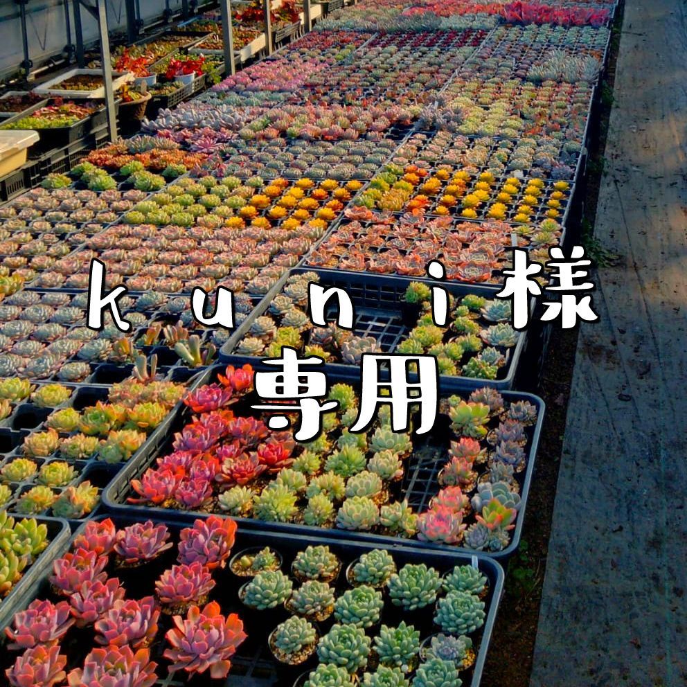 B-74 珍品 プセウドリトス マッコイ 鉢ごと メルカリ便発送 kuni様専用 - メルカリ