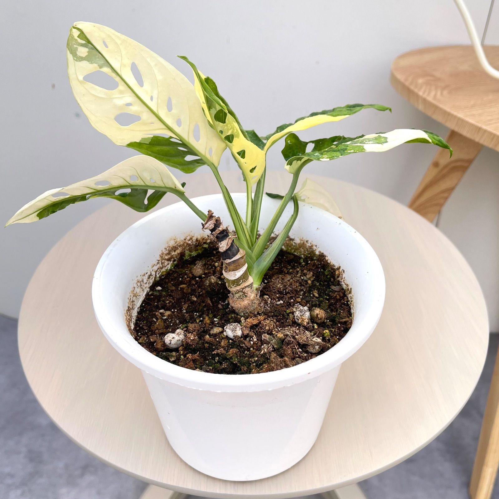 マドカズラ 斑入り【現品】☆希少☆ 観葉植物 室内 5号 - メルカリ