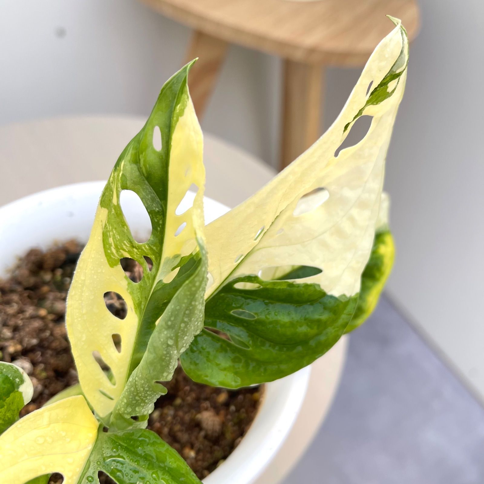 マドカズラ 斑入り【現品】☆希少☆ 観葉植物 室内 5号 - メルカリ