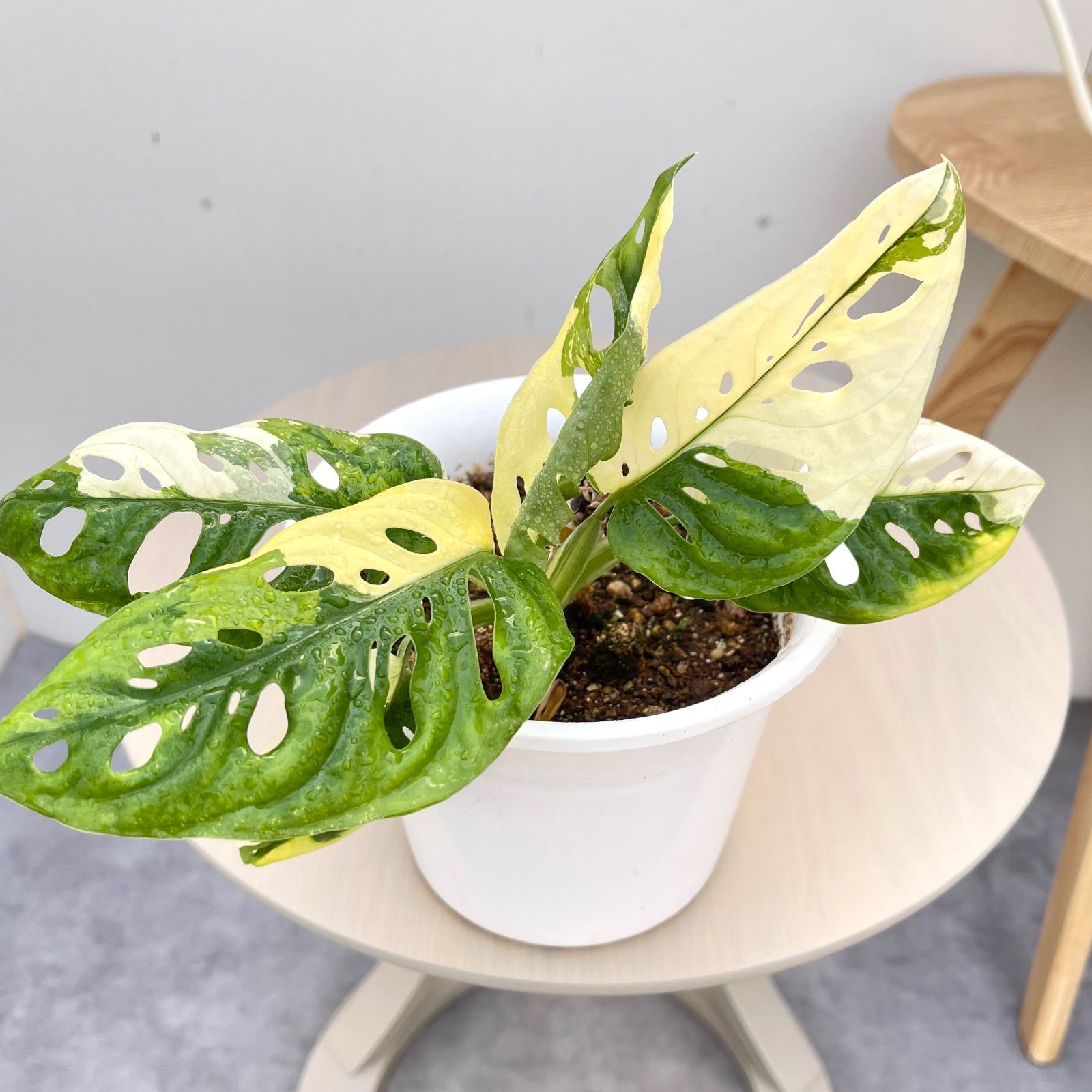 マドカズラ 斑入り【現品】☆希少☆ 観葉植物 室内 5号 - メルカリ