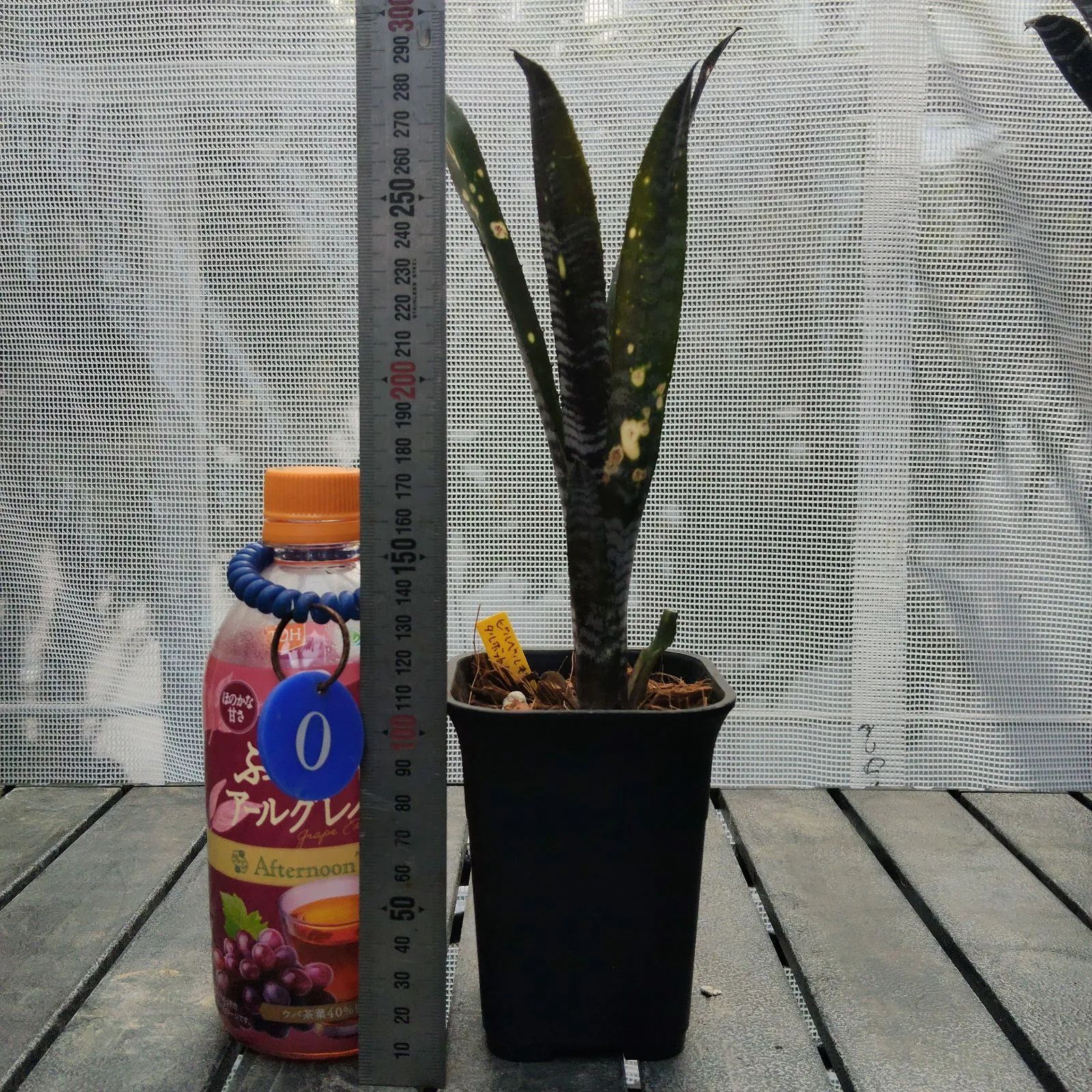 ブロメリア billbergia talbot mr.cooper ビルベルギア 【公式通販】