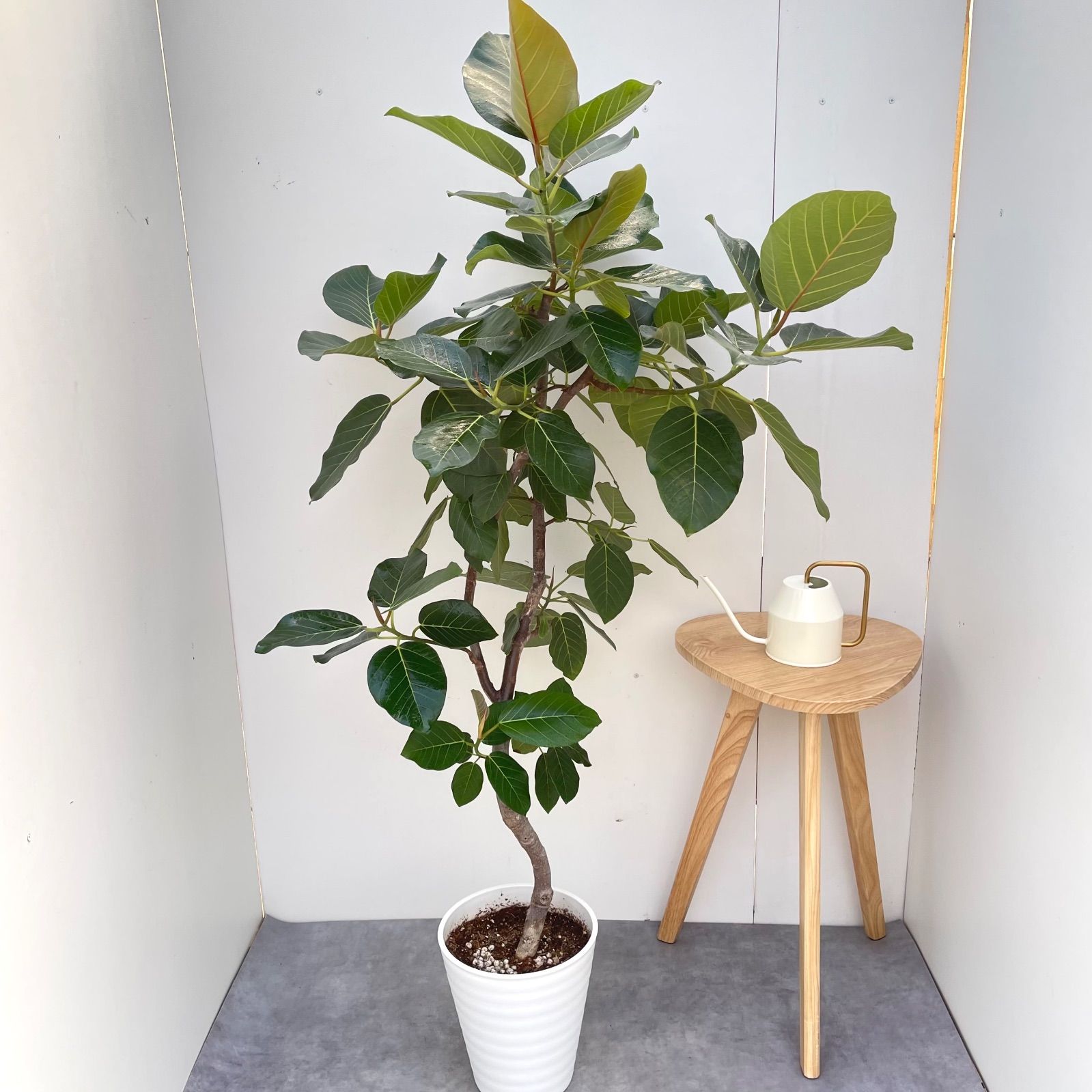 フィカス グランディス 曲がり 2【現品】☆希少☆ 観葉植物 室内 大型