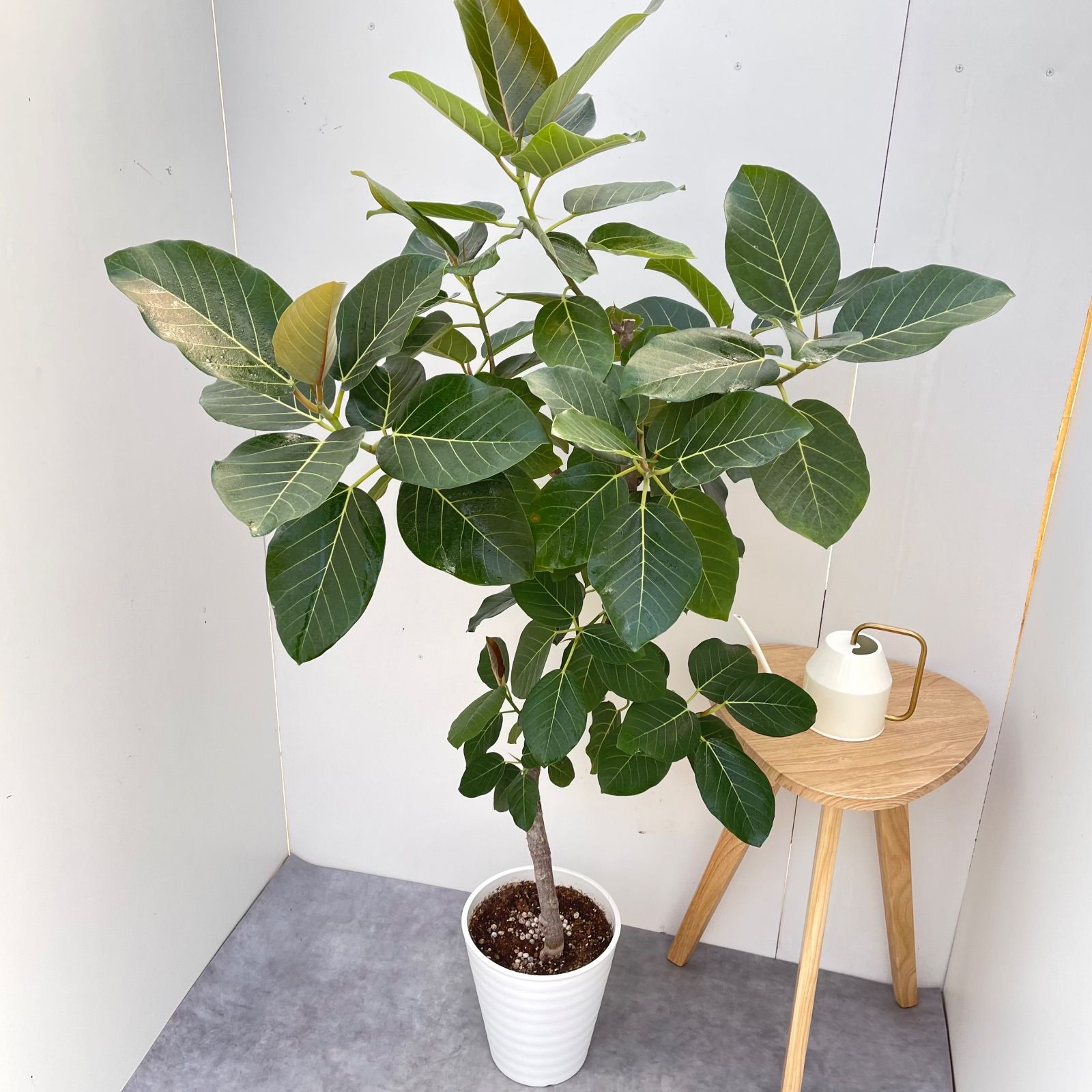 フィカス グランディス 曲がり 2【現品】☆希少☆ 観葉植物 室内 大型