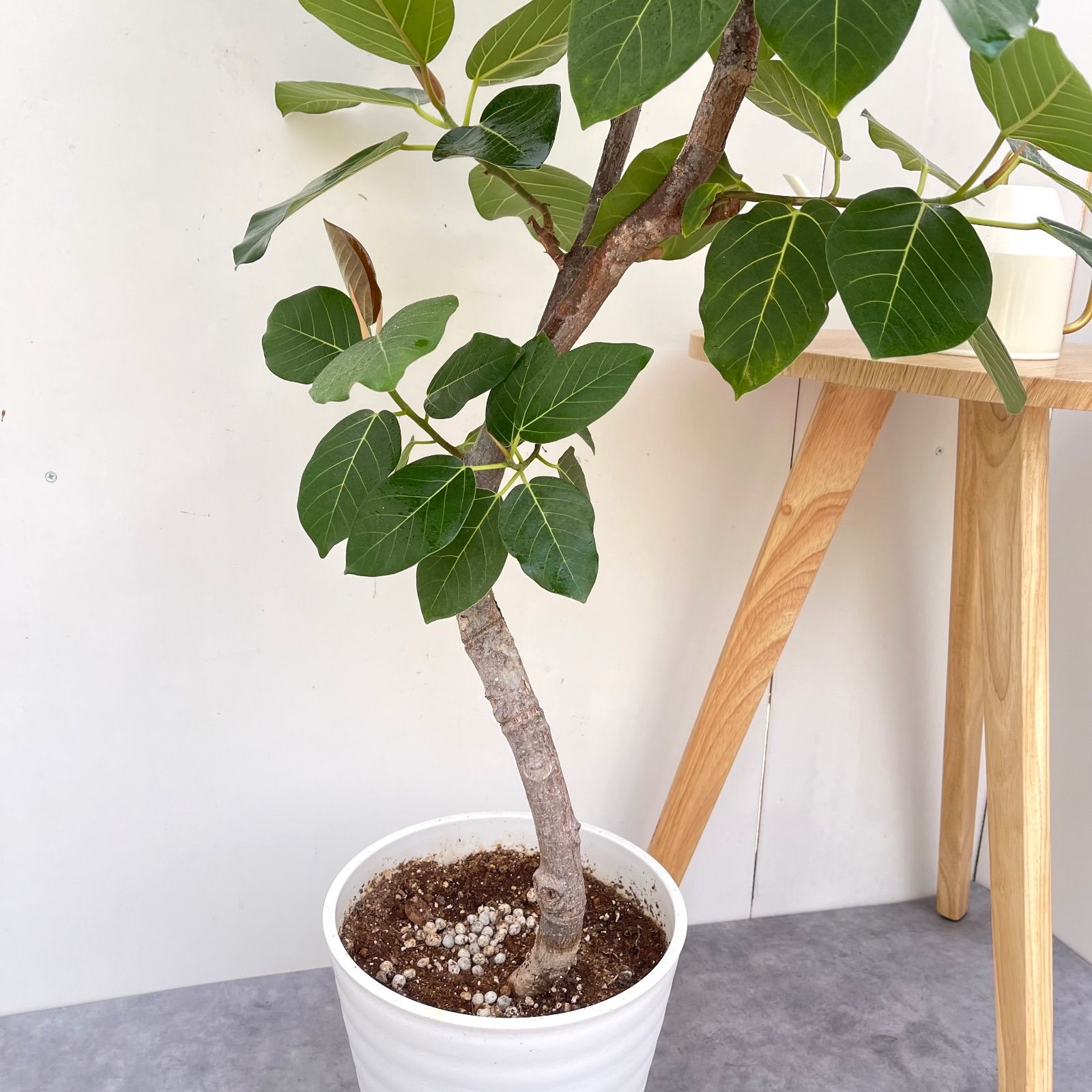 フィカス グランディス 曲がり 2【現品】☆希少☆ 観葉植物 室内 大型