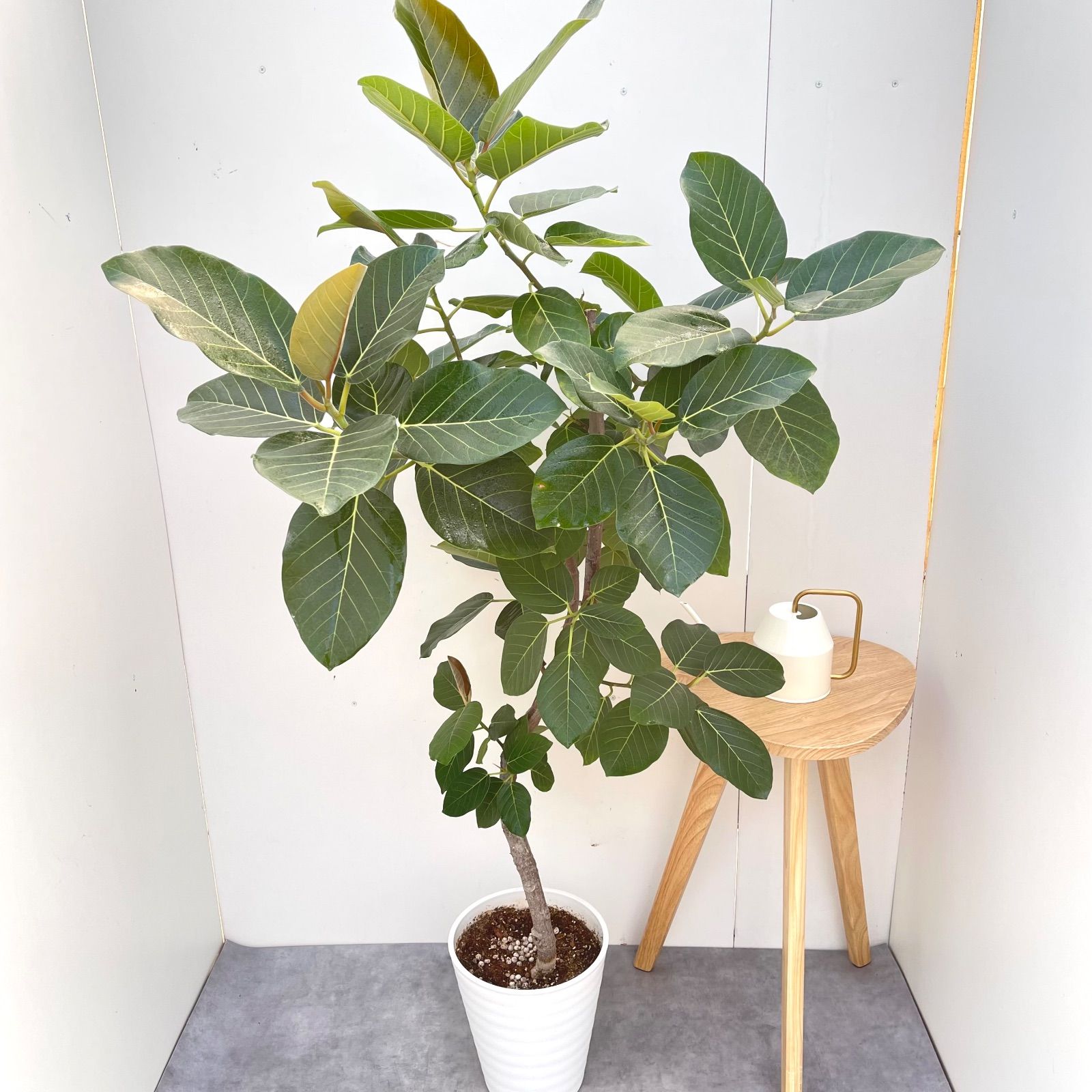 【特価】希少 フィカス ランフィ 曲がり 観葉植物 大型 室内 フィカス グランディス 曲がり 2【現品】☆希少☆ 観葉植物 室内 大型