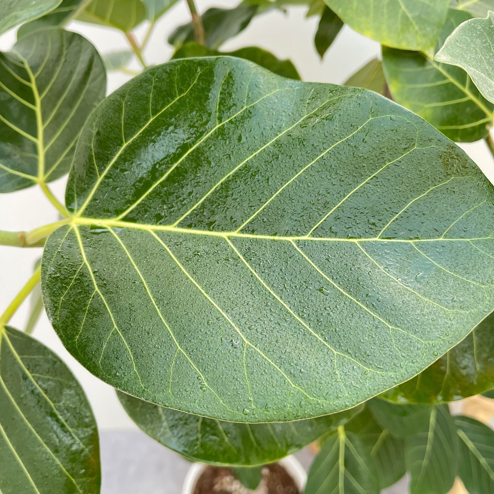 フィカス グランディス 曲がり 2【現品】☆希少☆ 観葉植物 室内 大型