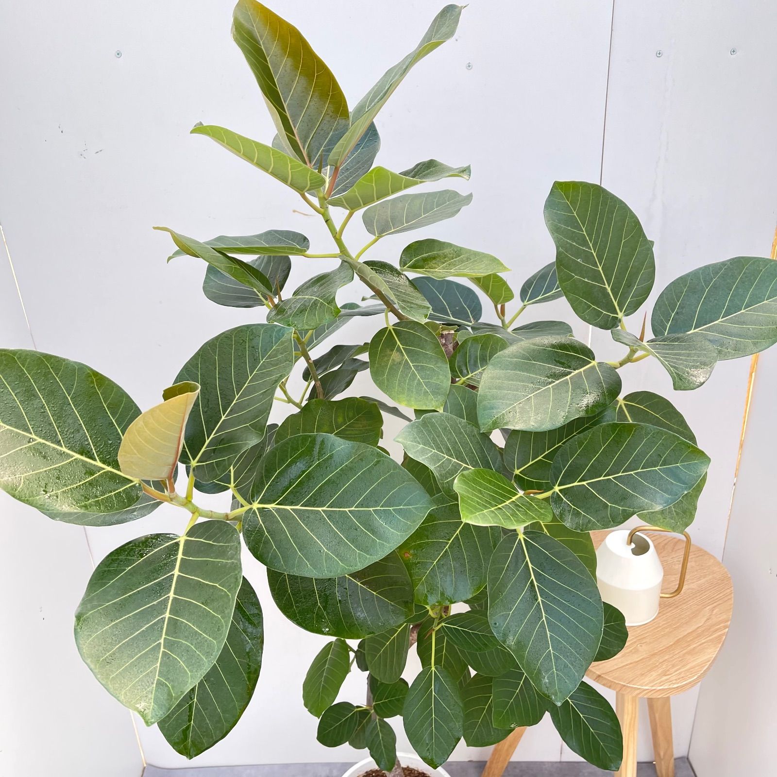 フィカス グランディス 曲がり 2【現品】☆希少☆ 観葉植物 室内 大型