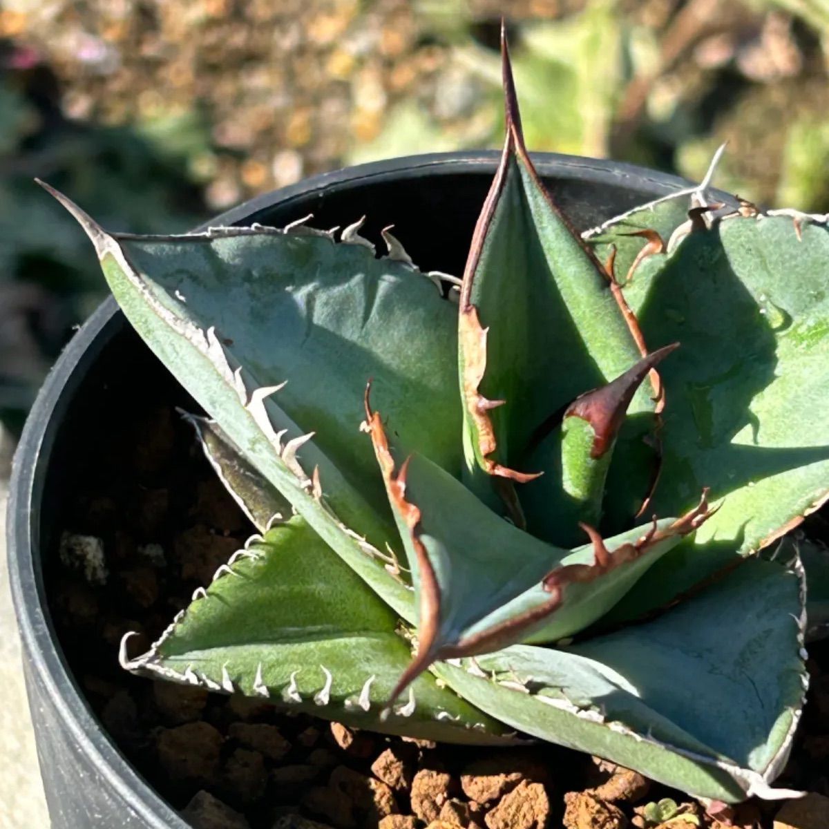 アガベ チタノタ 実生苗 - メルカリ