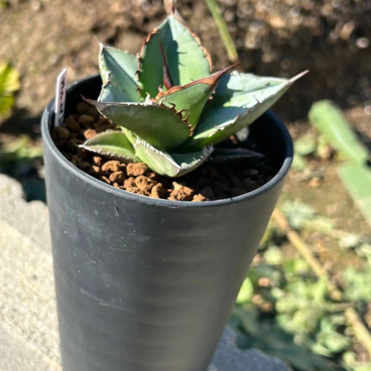 アガベ チタノタ 実生苗 - メルカリ