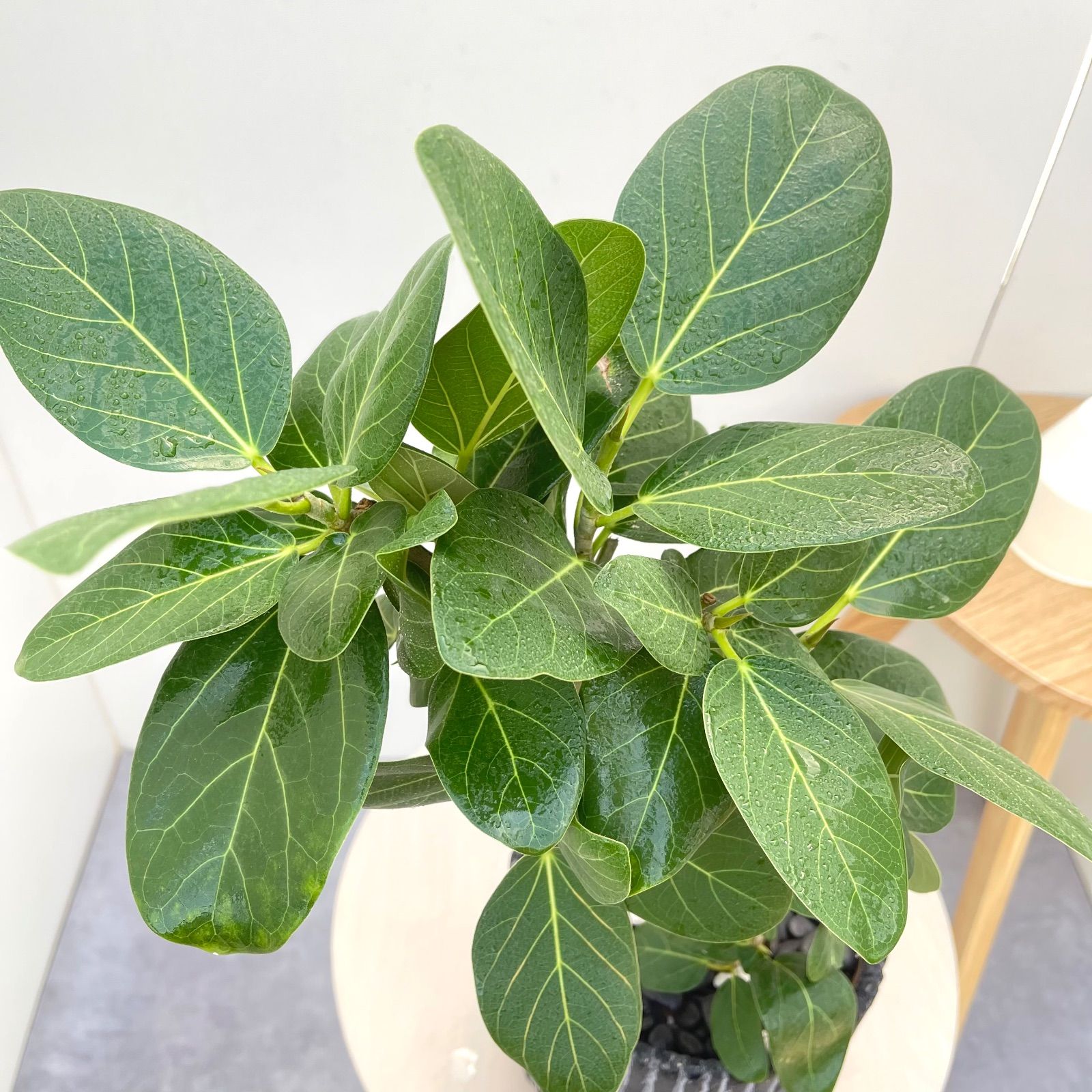 フィカス ベンガレンシス 曲がり【現品】観葉植物 室内 陶器鉢 - メルカリ