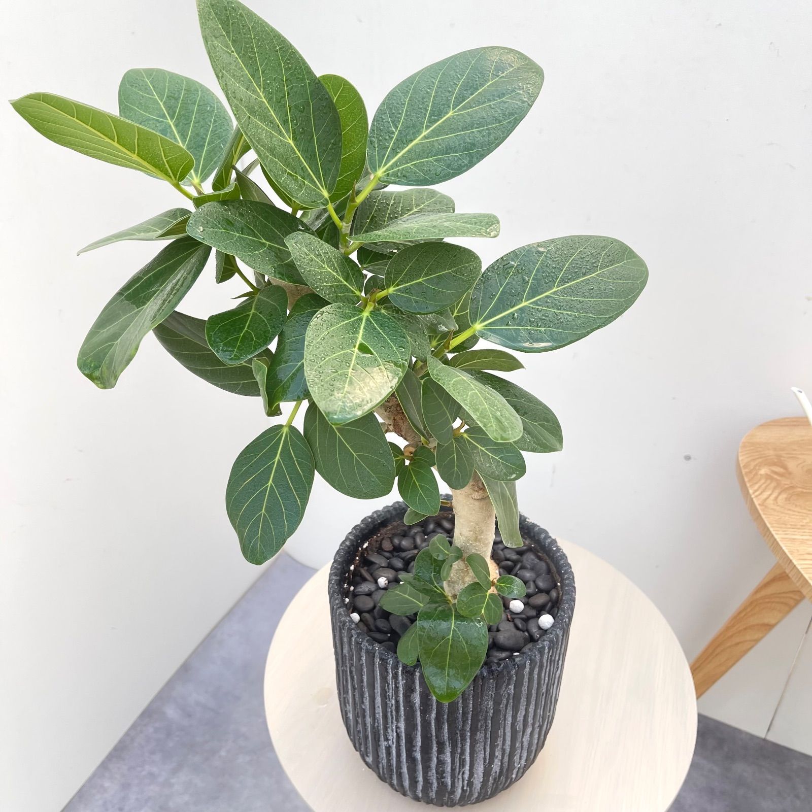 フィカス ベンガレンシス 曲がり【現品】観葉植物 室内 陶器鉢 - メルカリ
