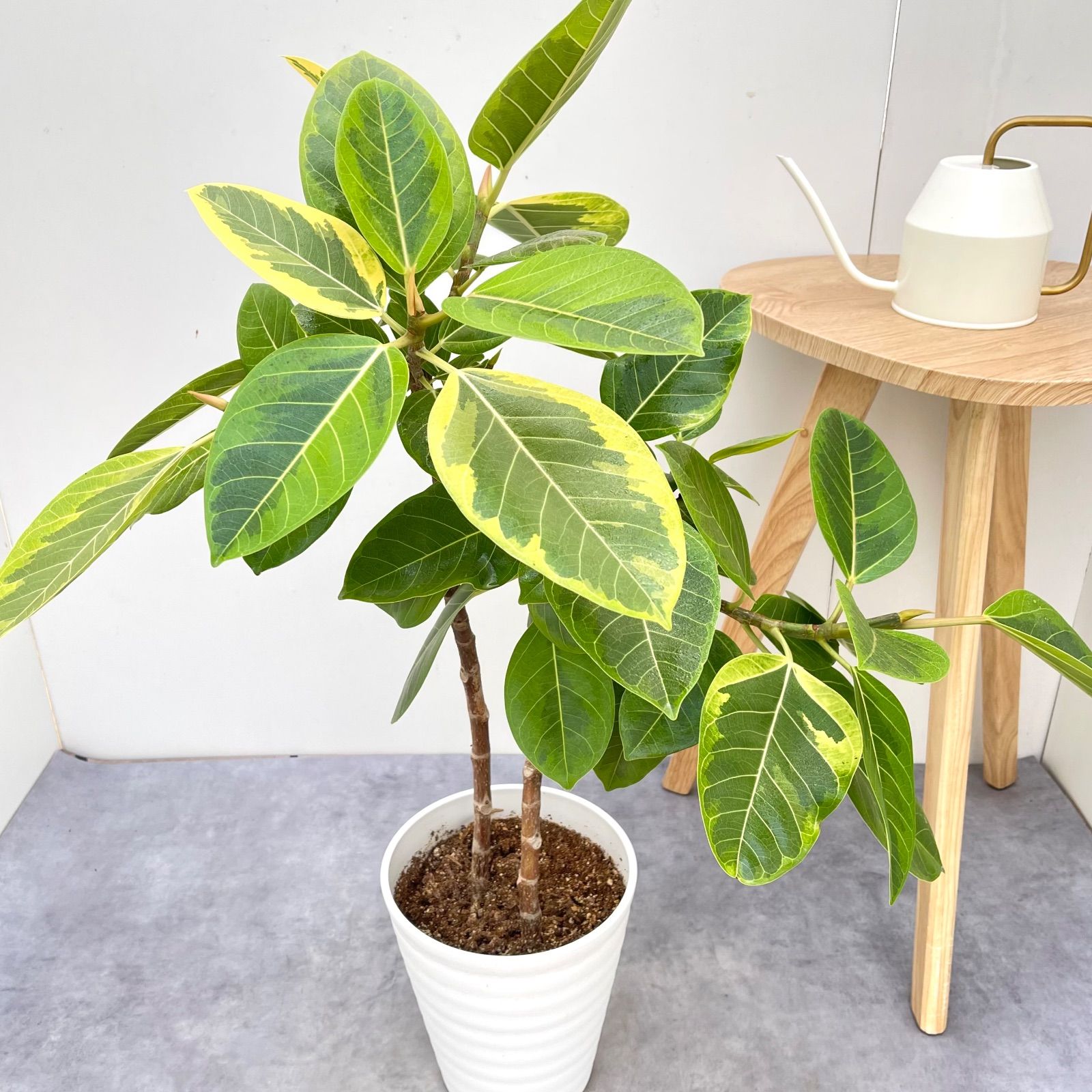 フィカス アルテシマ 2本植え 3【現品】観葉植物 室内 7号 - メルカリ