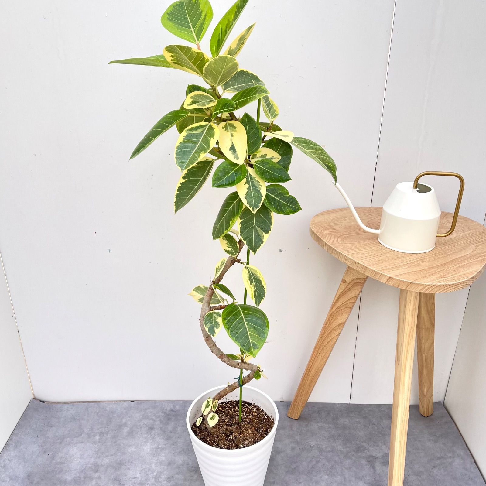 フィカス アルテシマ 曲がり 19【現品】観葉植物 室内 7号 - メルカリ