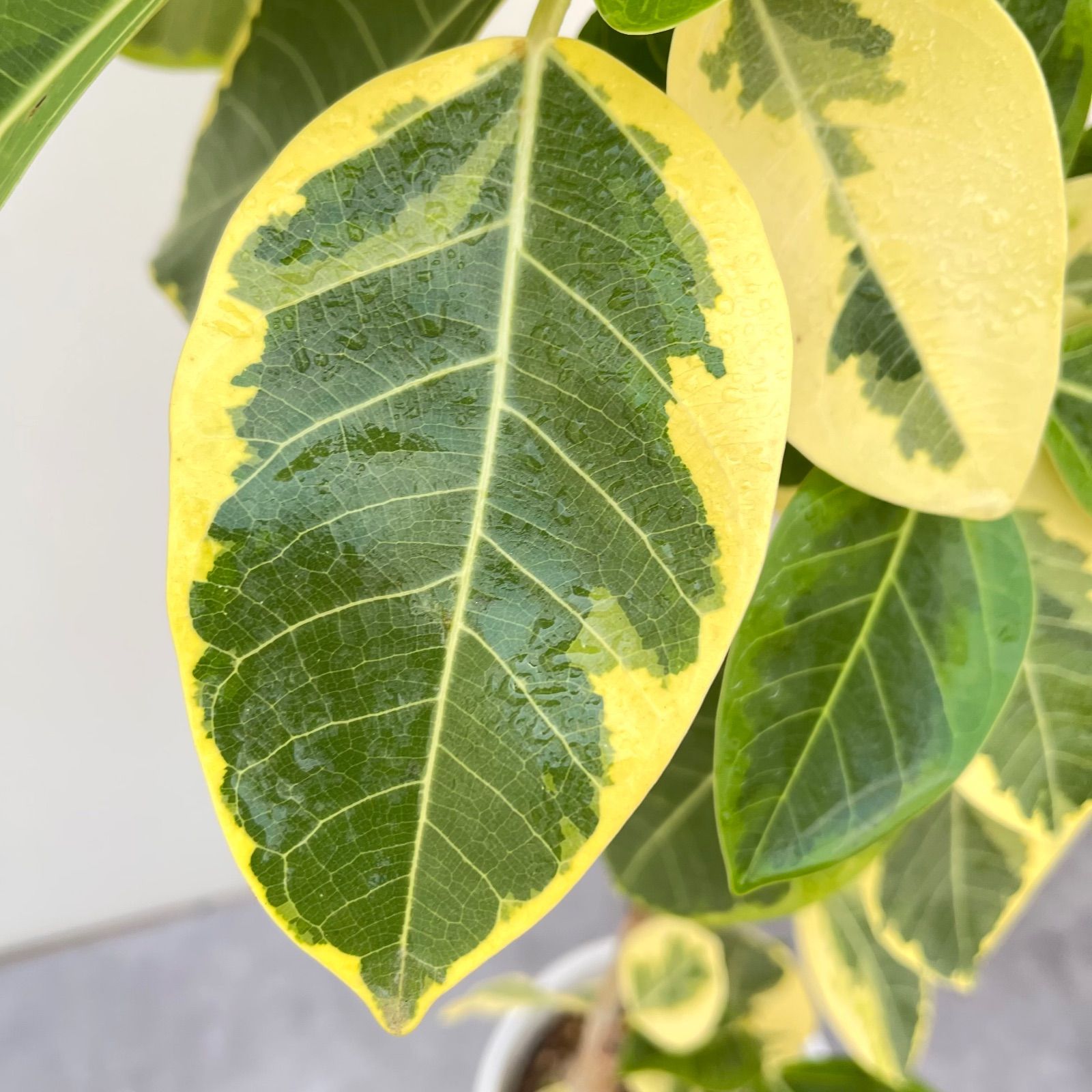 フィカス アルテシマ 曲がり 19【現品】観葉植物 室内 7号 - メルカリ