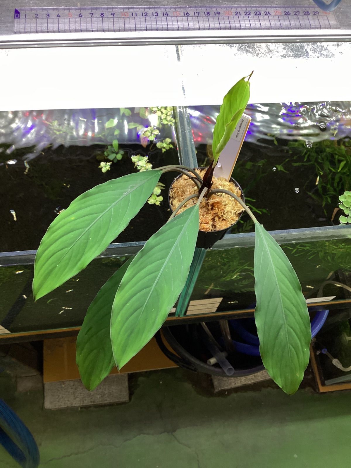 Rhynchopyle sp. Melawi West Kalimantan