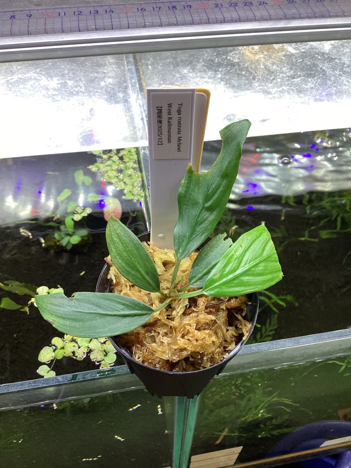 Toga rostrata Melawi West Kalimantan