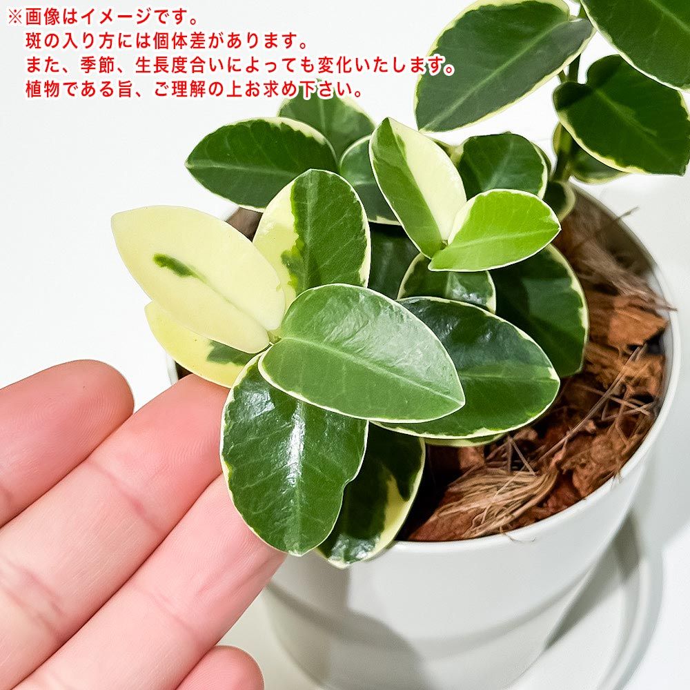 PLANCHU 観葉植物 ホヤ クミンギアナ 斑入り 3.5号鉢 受け皿付き 育て