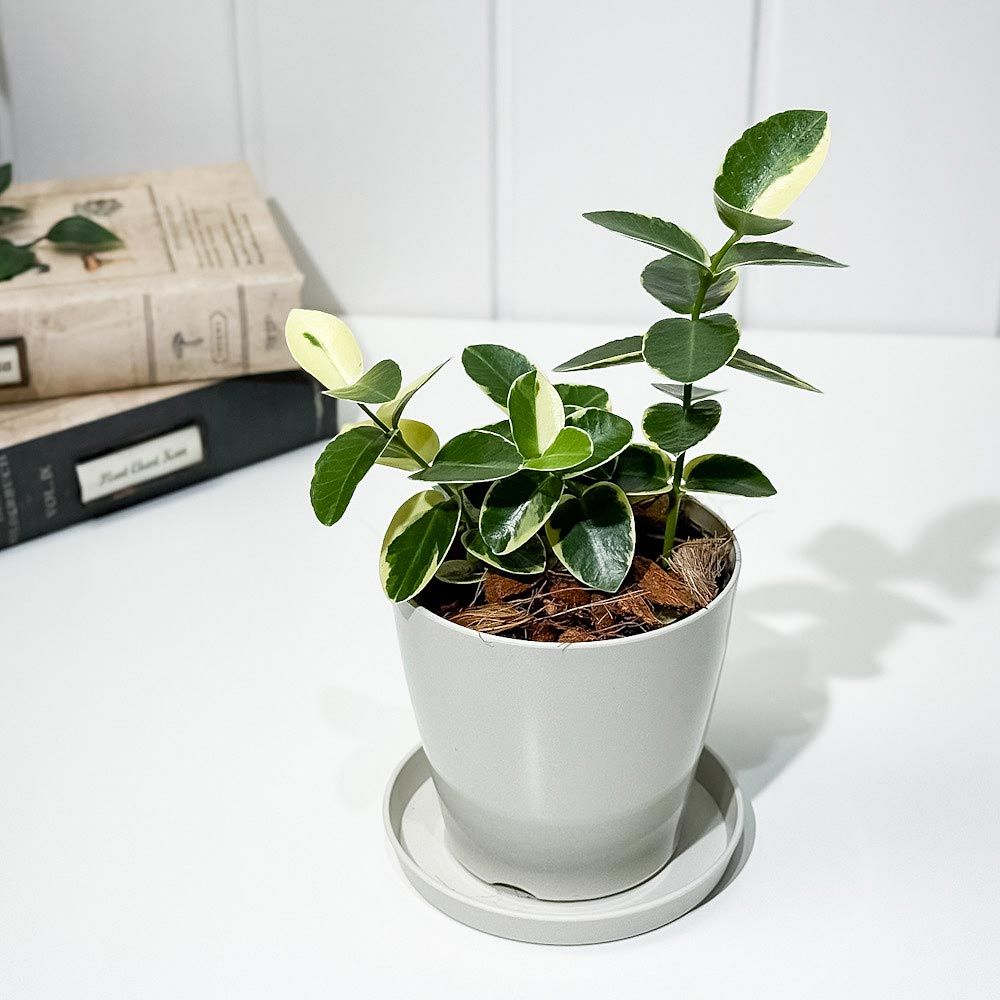 PLANCHU 観葉植物 ホヤ クミンギアナ 斑入り 3.5号鉢 受け皿付き 育て