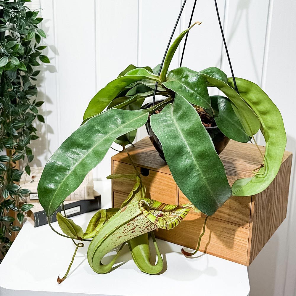 PLANCHU 食虫植物 ネペンテス ダイエリアナ 7号吊り鉢 育て方説明書