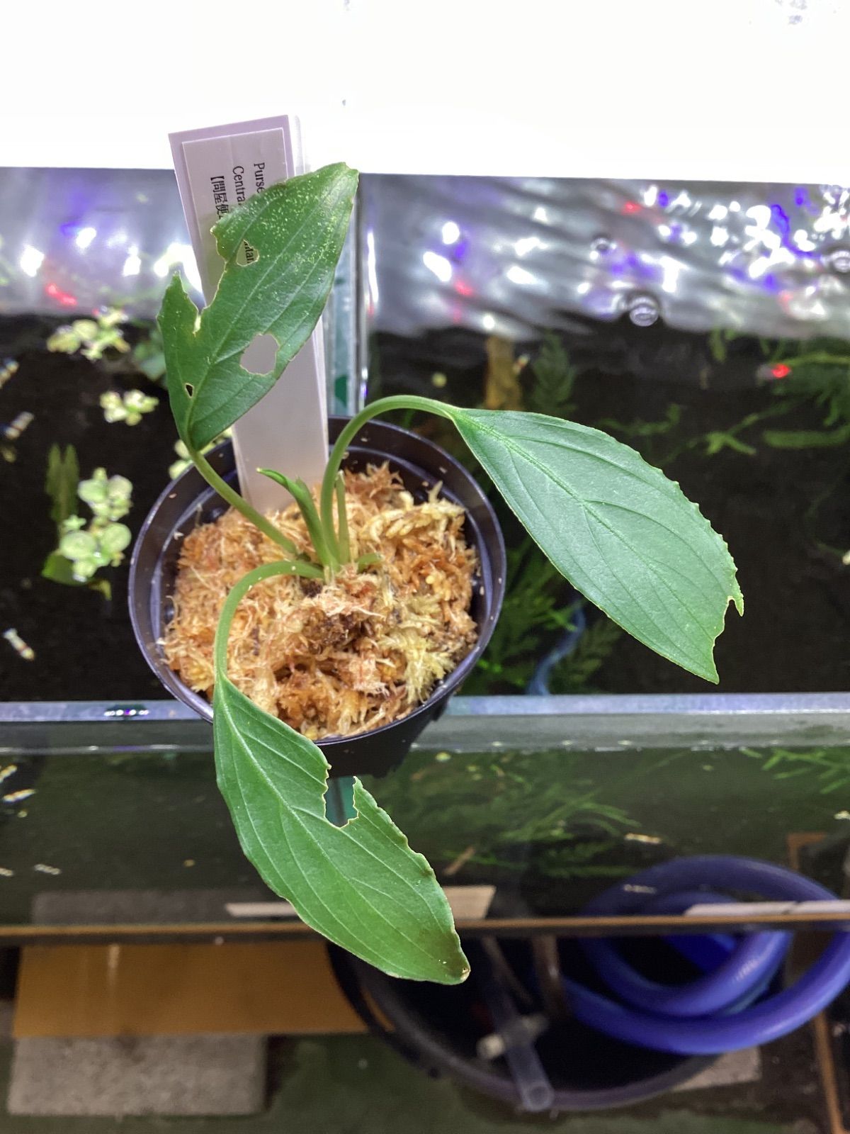 Pursegloveia sp Central Kalimantan