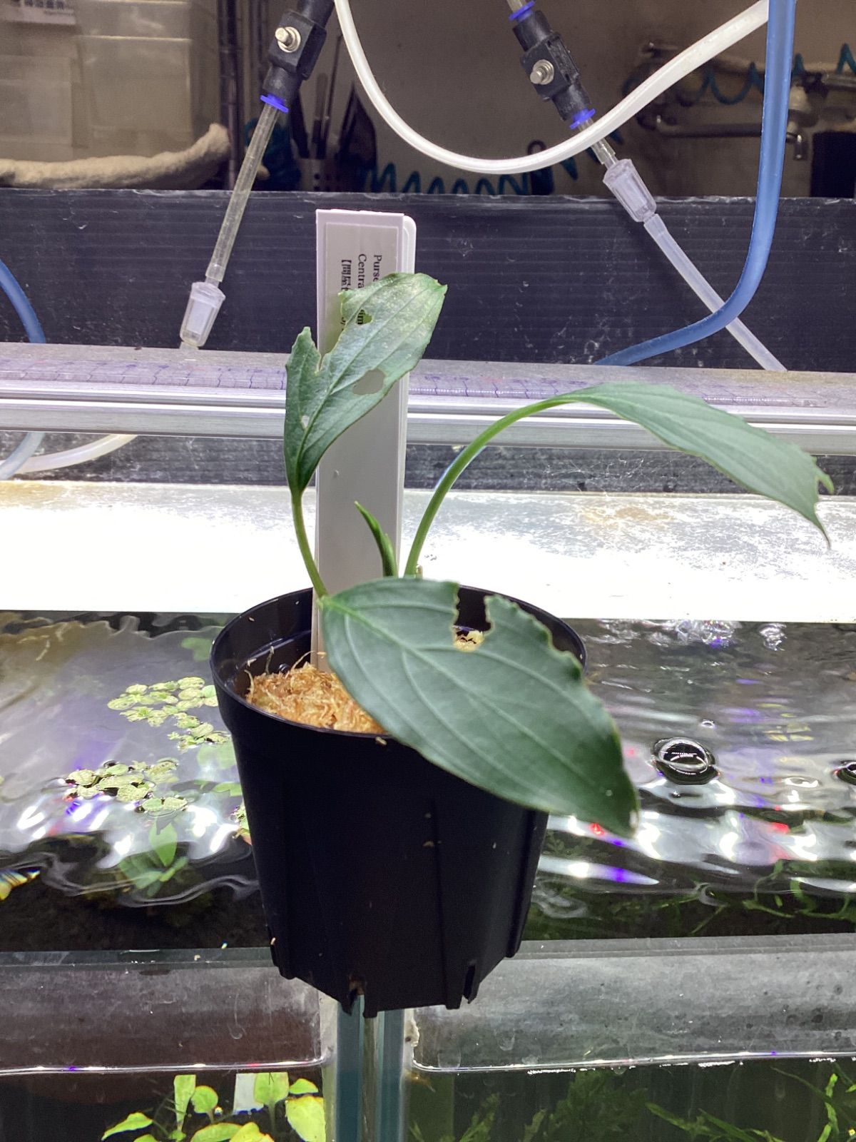 Pursegloveia sp. Central Kalimantan