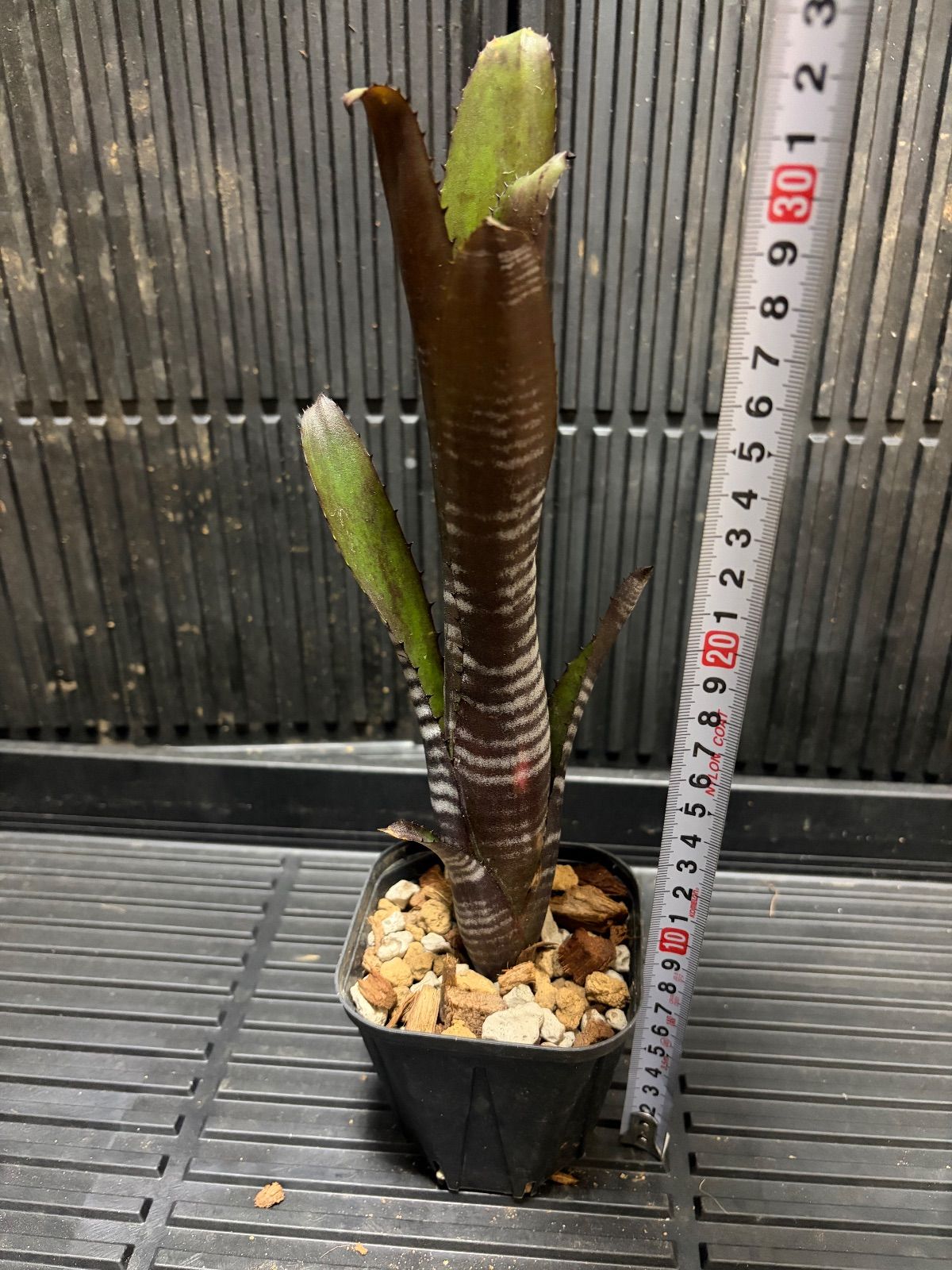 Xmasセール ビルベルギア Billbergia 'Darth Vader' - メルカリ