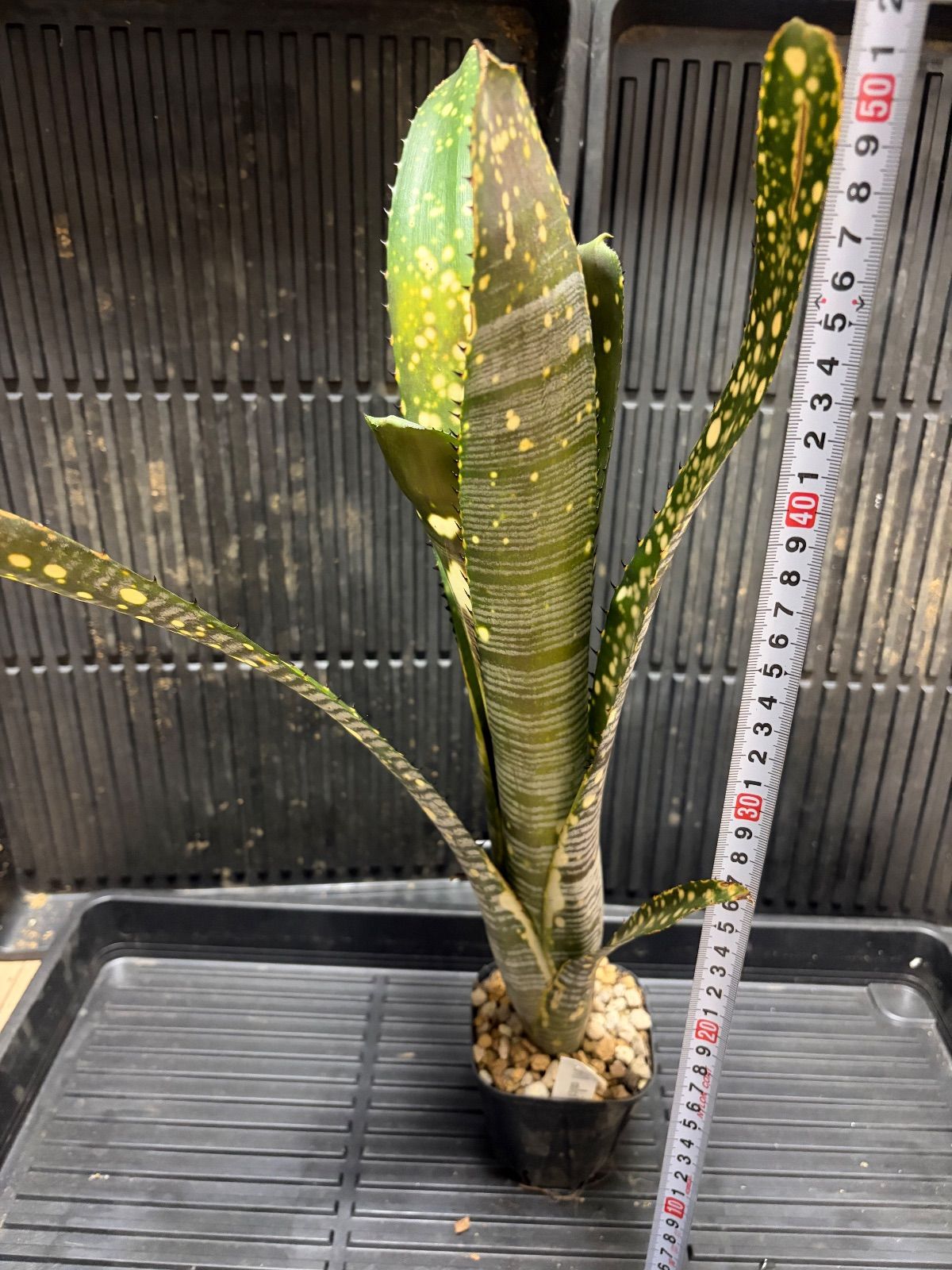 Xmasセール ビルベルギア Billbergia Calcite - メルカリ