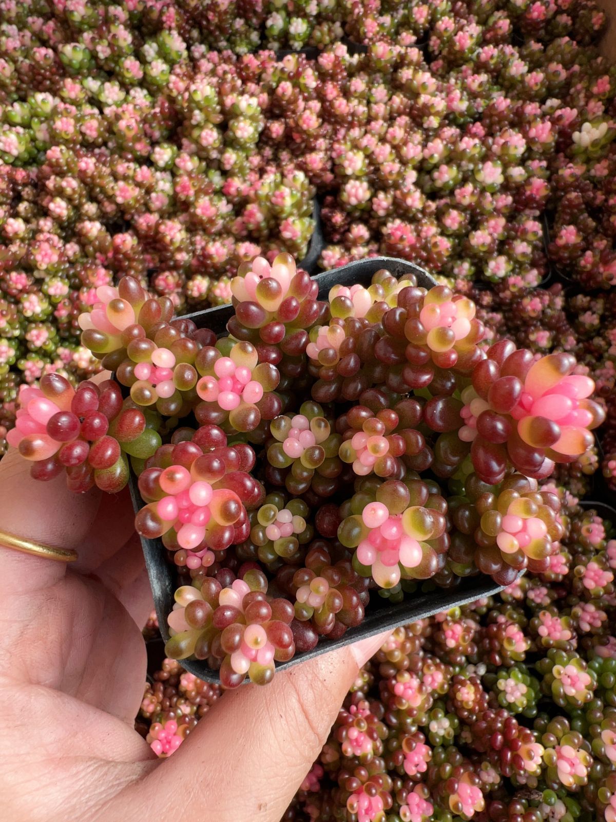 新入荷 ベリー 錦 Z81×32苗 土鉢付き 多肉植物 アエオニウム