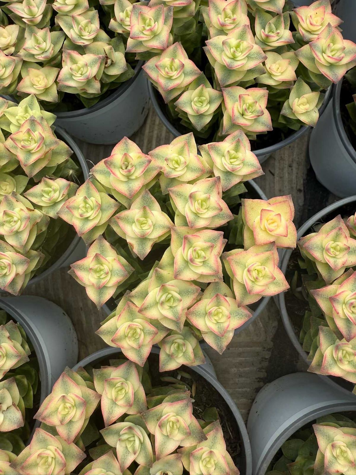 新入荷 Z 77 24苗 土鉢付き 多肉植物 アエオニウム エケベリア サボテン 韓国苗