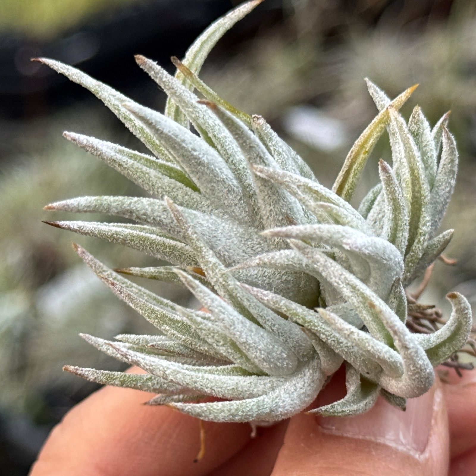 現品＊ 6頭クランプ＊ くねり＆トリコームふっかふか＊ 基部ふっくら