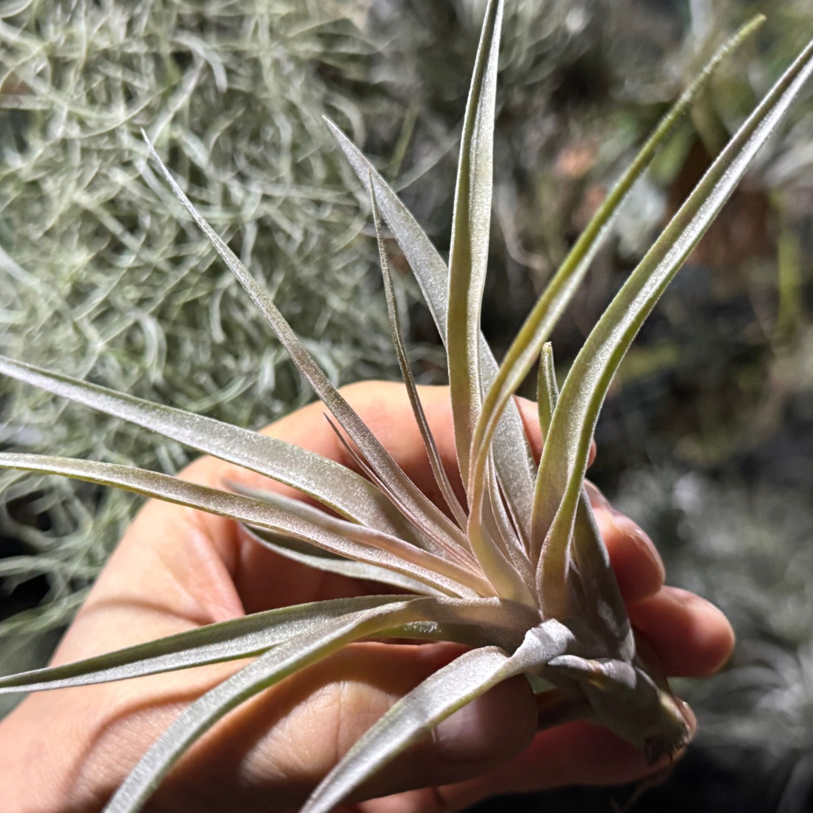 現品＊ チランジア カピタータ モーブ × キセログラフィカ Tillandsia