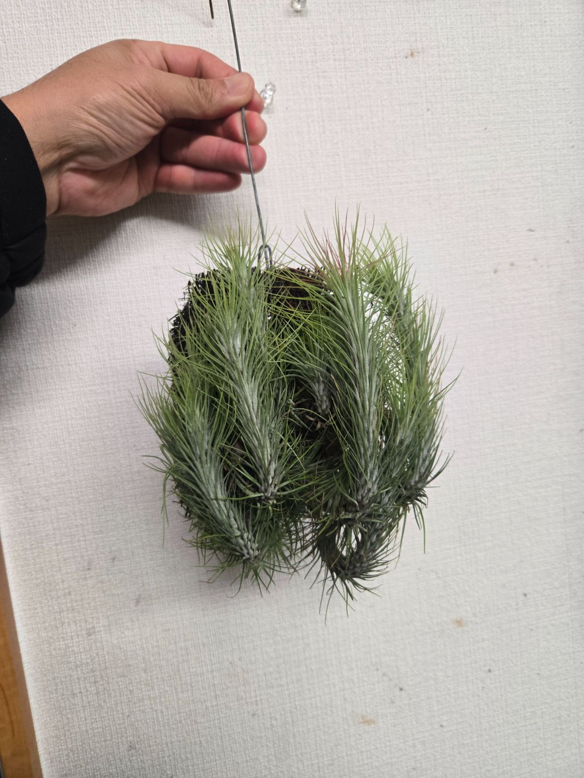 チランジア☆フンキアナ クランプ！ - メルカリ