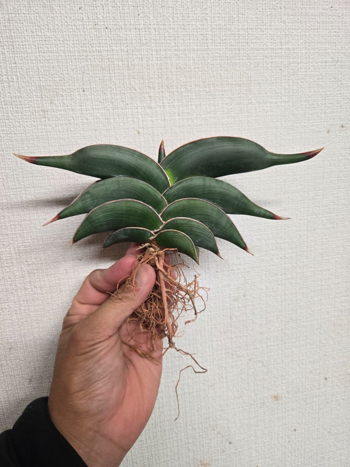 サンセベリア☆ロリダ 特大株！ - メルカリ