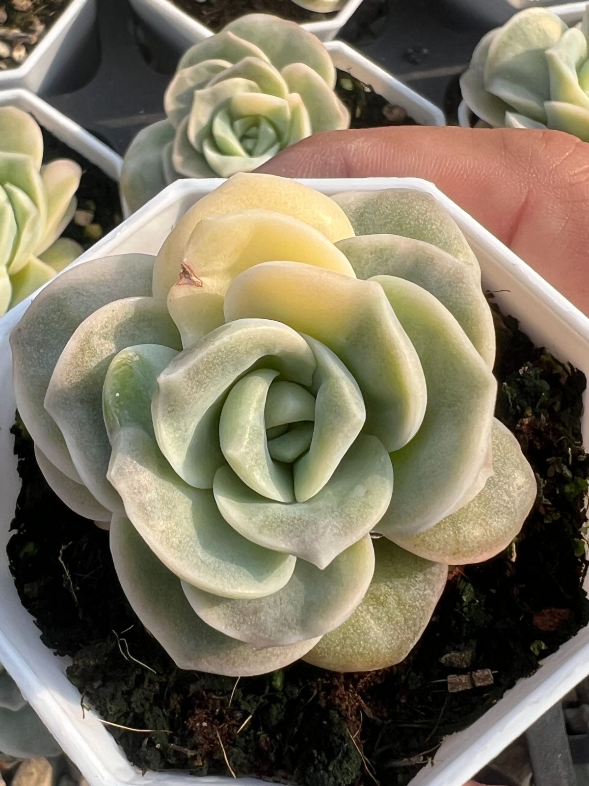 Z79×24苗 バラ錦 Rose 新入荷 抜き苗 多肉植物 詰め合わせ