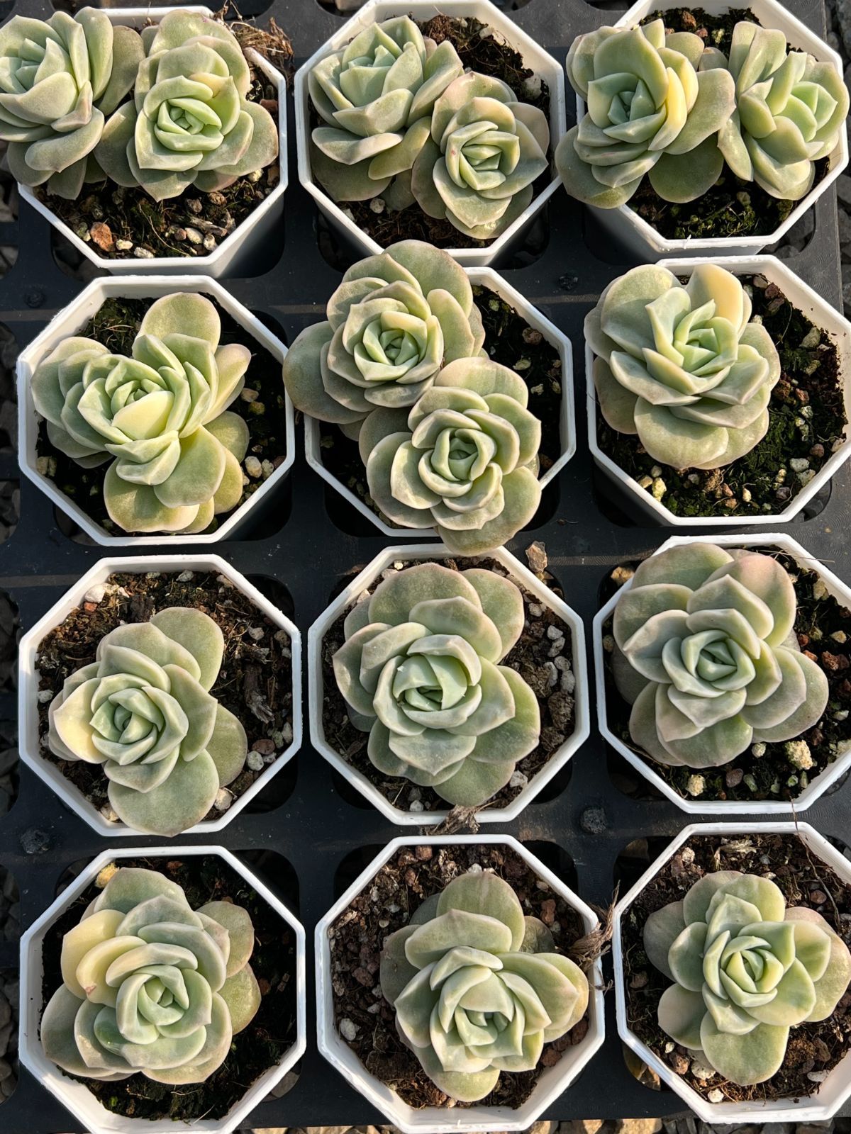 Z79×24苗 バラ錦 Rose 新入荷 抜き苗 多肉植物 詰め合わせ