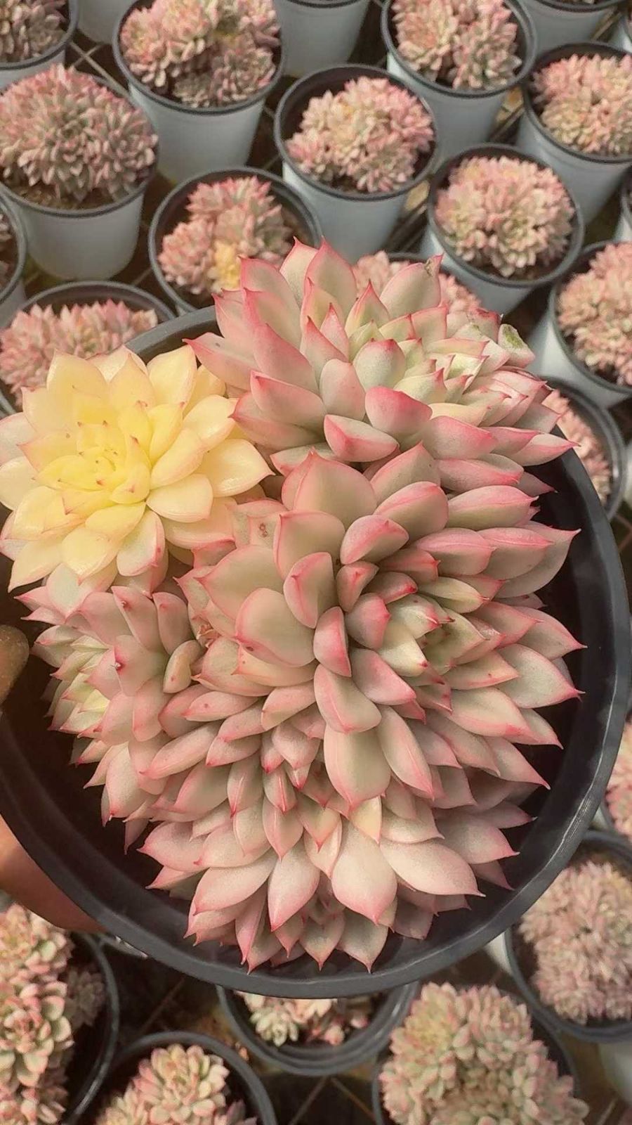 Z70×24苗 女雛錦 新入荷 抜き苗 多肉植物 詰め合わせ アエオニウム