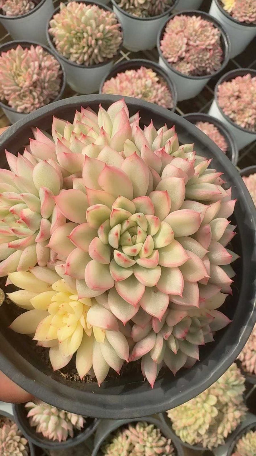 Z70×24苗 女雛錦 新入荷 抜き苗 多肉植物 詰め合わせ アエオニウム