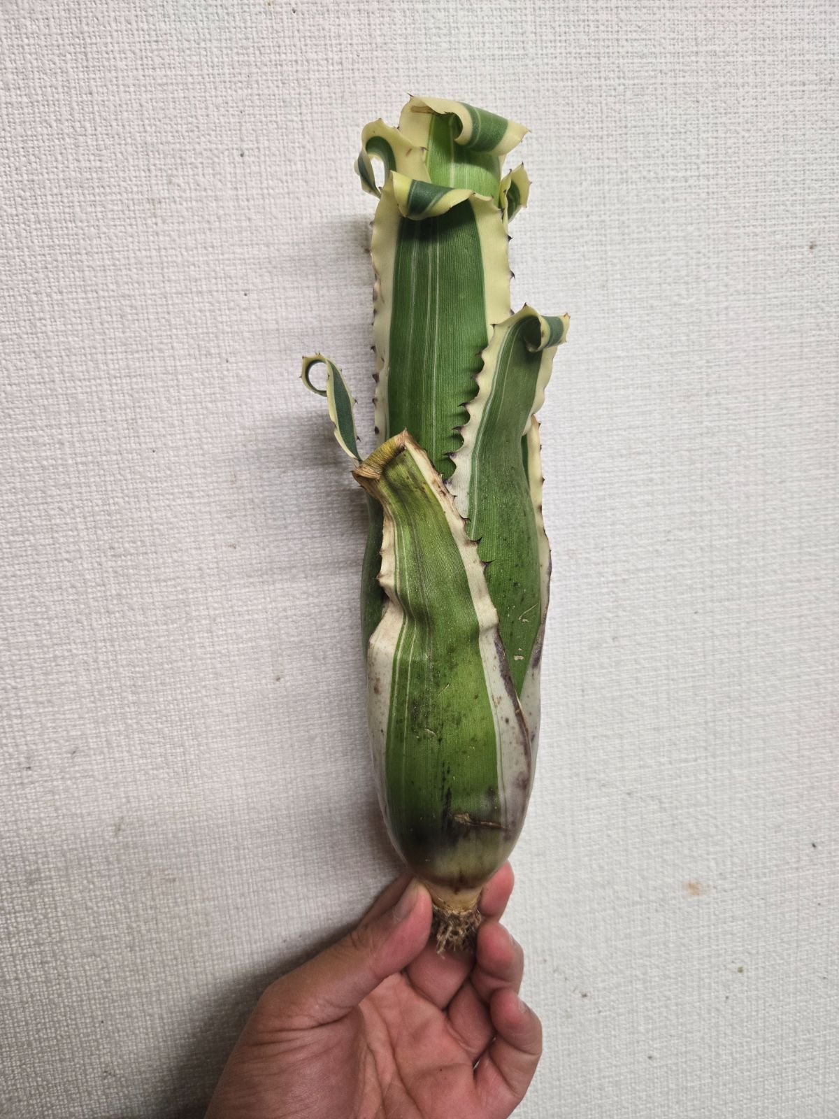 ホヘンベルギア☆カーラ 極上株 - メルカリ