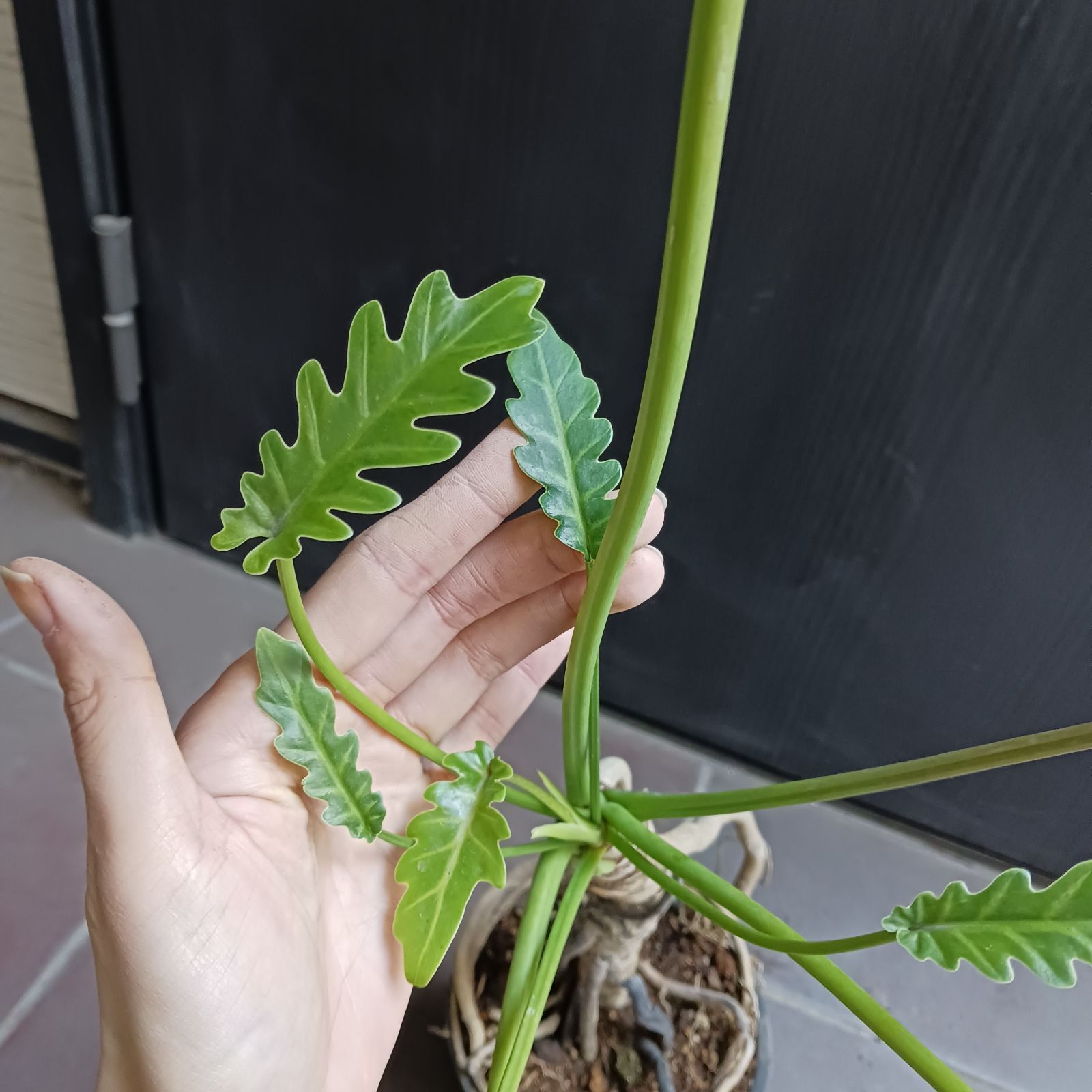 7 クッカバラ 5号 幹上がり 幹立ち 観葉植物 フィロデンドロン